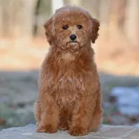 Melody, a female Poodle - Miniature  for sale in Russell, MA – 1 of 1
