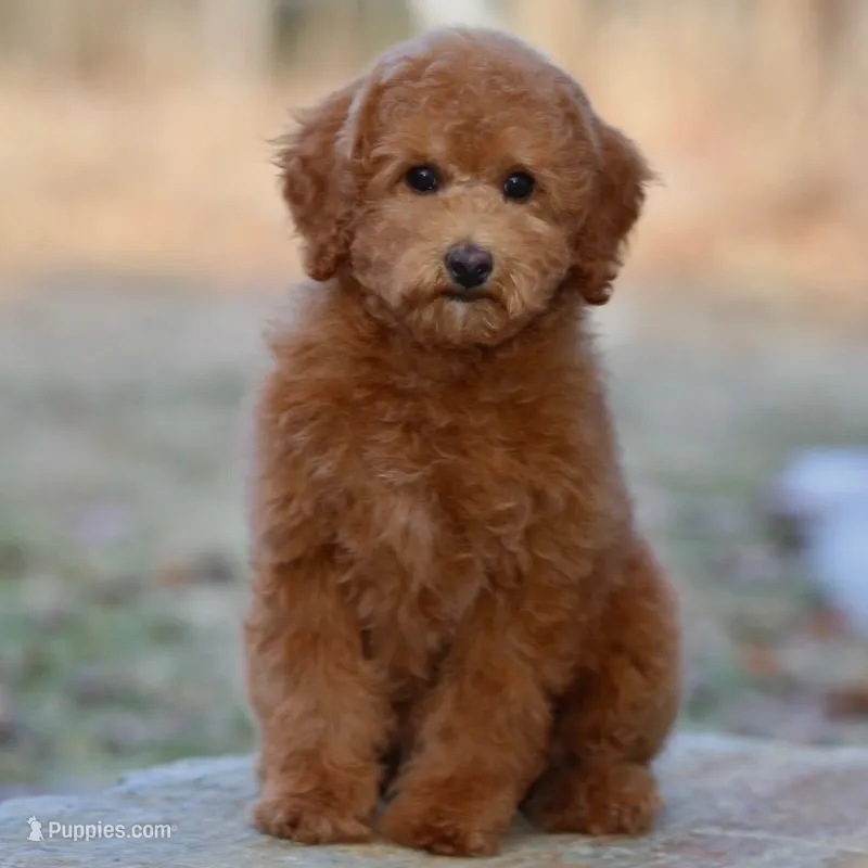 Mabel – Poodle - Miniature  puppy for sale in Russell, MA