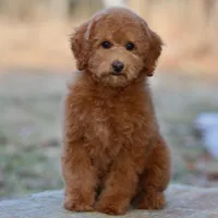 Mabel, a female Poodle - Miniature  for sale in Russell, MA – 1 of 1