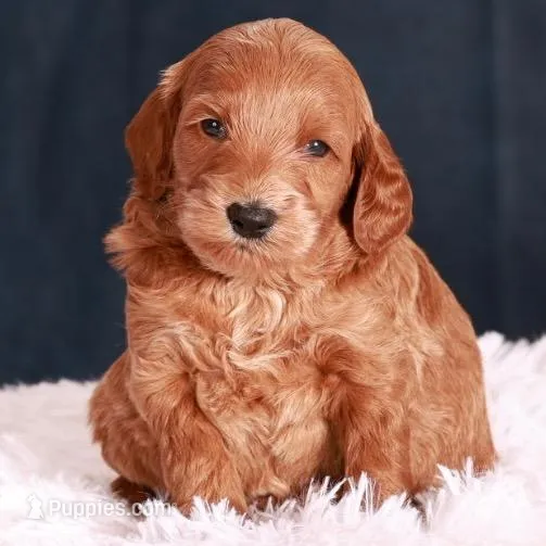 Ned – Goldendoodle puppy for sale in Russell, MA