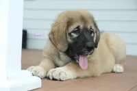 Purebred Caucasian Ovcharka pup 3, a female Caucasian Ovcharka for sale in Newburgh, NY – 7 of 7