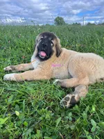 Purebred Caucasian Ovcharka pup 3, a female Caucasian Ovcharka for sale in Newburgh, NY – 2 of 6