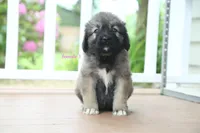 Purebred Caucasian Ovcharka pup 2, a female Caucasian Ovcharka for sale in Newburgh, NY – 2 of 9