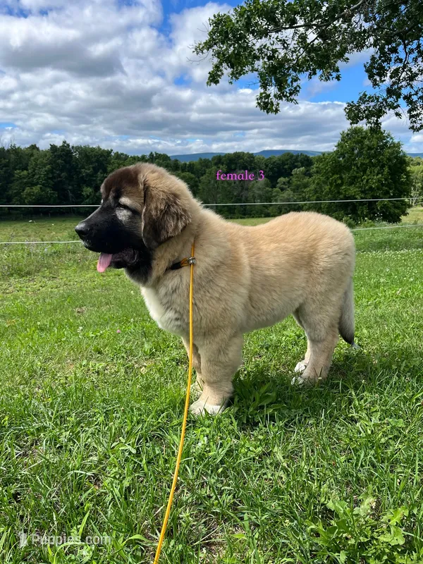Purebred Caucasian Ovcharka pup 3 – Caucasian Ovcharka puppy for sale in Newburgh, NY