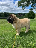 Purebred Caucasian Ovcharka pup 3, a female Caucasian Ovcharka for sale in Newburgh, NY – 1 of 6