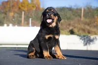 Tibetan Mastiff cross Caucasian Ovcharka and Rottweiler 1 female, a female Caucasian Ovcharka and Tibetan Mastiff for sale in Newburgh, NY – 5 of 7