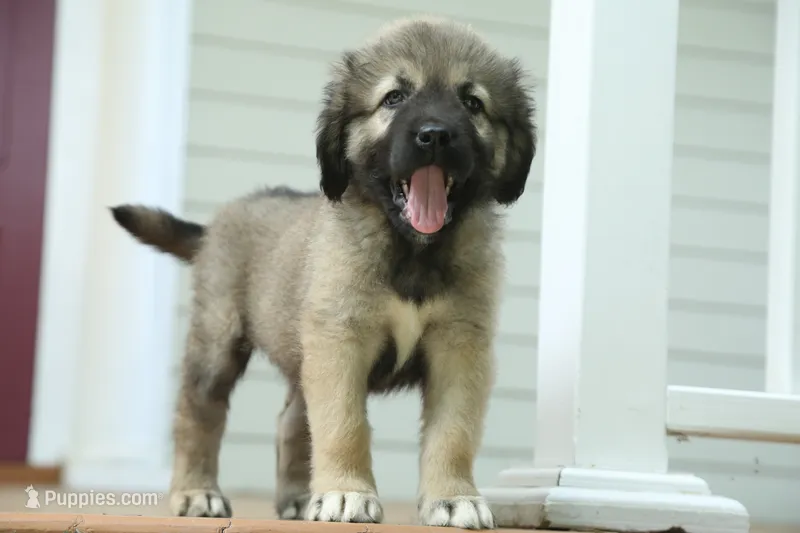 Purebred Caucasian Ovcharka pup 2 – Caucasian Ovcharka puppy for sale in Newburgh, NY