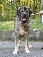 Caucasian Ovcharka/Spanish Mastiff 1 male , a male Spanish Mastiff and Caucasian Ovcharka for sale in Newburgh, NY – 5 of 8