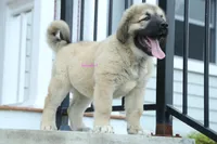 Purebred Caucasian Ovcharka pup 2, a female Caucasian Ovcharka for sale in Newburgh, NY – 8 of 10