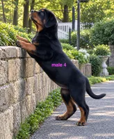 Tibetan Mastiff cross male 4, a male Caucasian Ovcharka and Tibetan Mastiff for sale in Newburgh, NY – 1 of 8