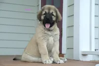 Purebred Caucasian Ovcharka pup 2, a female Caucasian Ovcharka for sale in Newburgh, NY – 7 of 10