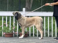 Kangal/Spanish mastiff female, a female Spanish Mastiff and Kangal Dog for sale in Newburgh, NY – 3 of 4