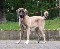 Kangal/Spanish mastiff female, a female Spanish Mastiff and Kangal Dog for sale in Newburgh, NY – 4 of 8