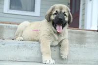 Purebred Caucasian Ovcharka pup 3, a female Caucasian Ovcharka for sale in Newburgh, NY – 6 of 7