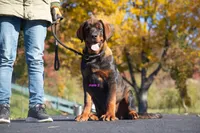 Tibetan Mastiff cross male 2, a male Rottweiler and Tibetan Mastiff for sale in Newburgh, NY – 2 of 6