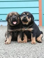 Tibetan Mastiff cross male 2, a male Caucasian Ovcharka and Tibetan Mastiff for sale in Newburgh, NY – 4 of 10