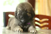 Purebred Caucasian Ovcharka pup 1, a male Caucasian Ovcharka for sale in Newburgh, NY – 2 of 6