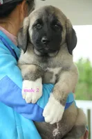 Purebred Kangal  male 2, a male Kangal Dog for sale in Newburgh, NY – 7 of 7