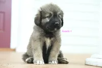 Purebred Caucasian Ovcharka pup 2, a female Caucasian Ovcharka for sale in Newburgh, NY – 1 of 9