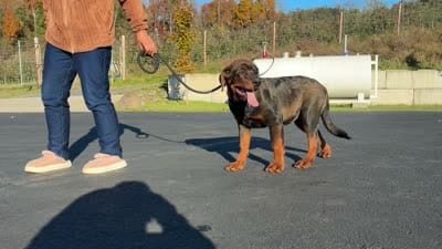 Tibetan Mastiff cross male 2, a male Rottweiler and Tibetan Mastiff for sale in Newburgh, NY – 6 of 6