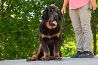 Purebred Tibetan Mastiff male, a male Tibetan Mastiff for sale in Newburgh, NY – 2 of 5