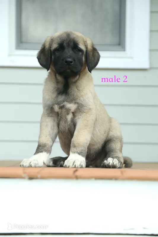 Purebred Kangal  male 2 – Kangal Dog puppy for sale in Newburgh, NY