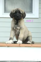 Purebred Kangal  male 2, a male Kangal Dog for sale in Newburgh, NY – 1 of 7