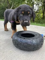 Tibetan Mastiff cross male , a male Rottweiler and Tibetan Mastiff for sale in Newburgh, NY – 5 of 5