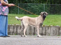 Kangal/Spanish mastiff female, a female Spanish Mastiff and Kangal Dog for sale in Newburgh, NY – 3 of 8