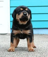 Tibetan Mastiff cross male 1, a male Caucasian Ovcharka and Tibetan Mastiff for sale in Newburgh, NY – 6 of 7