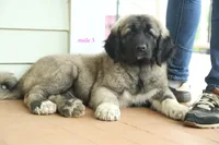 Purebred Kangal  male 3, a male Kangal Dog for sale in Newburgh, NY – 6 of 10