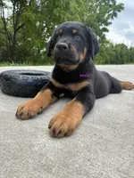 Tibetan Mastiff cross male , a male Rottweiler and Tibetan Mastiff for sale in Newburgh, NY – 2 of 5