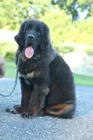Purebred Tibetan Mastiff Female, a female Tibetan Mastiff for sale in Newburgh, NY – 3 of 4