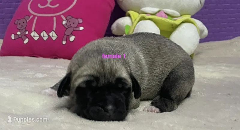 Kangal/Spanish mastiff female 1 – Spanish Mastiff, Kangal Dog puppy for sale in Newburgh, NY
