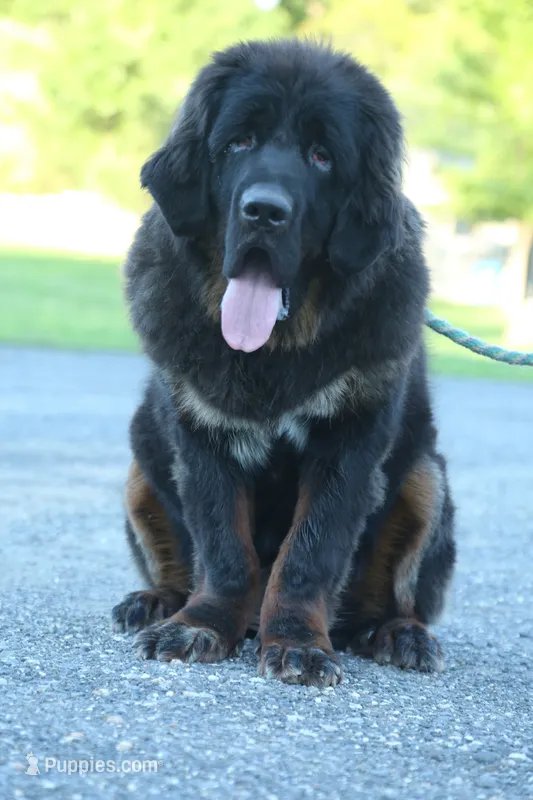Purebred Tibetan Mastiff Female – Tibetan Mastiff puppy for sale in Newburgh, NY