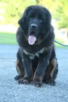 Purebred Tibetan Mastiff Female, a female Tibetan Mastiff for sale in Newburgh, NY – 1 of 4