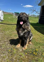 Tibetan Mastiff/Caucasian Ovcharka male, a male Caucasian Ovcharka and Tibetan Mastiff for sale in Newburgh, NY – 4 of 4