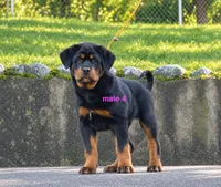 Tibetan Mastiff cross male 4, a male Caucasian Ovcharka and Tibetan Mastiff for sale in Newburgh, NY – 8 of 8