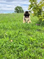 Purebred Caucasian Ovcharka pup 3, a female Caucasian Ovcharka for sale in Newburgh, NY – 3 of 6