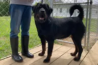 Tibetan Mastiff/Rottweiler female, a female Rottweiler and Tibetan Mastiff for sale in Newburgh, NY – 2 of 3