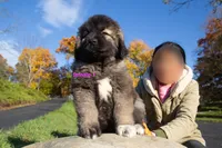 Purebred Caucasian Ovcharka female 1, a female Caucasian Ovcharka for sale in Newburgh, NY – 2 of 9