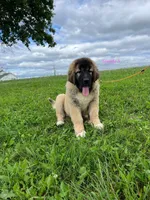 Purebred Caucasian Ovcharka pup 3, a female Caucasian Ovcharka for sale in Newburgh, NY – 5 of 6