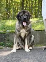 Caucasian Ovcharka/Spanish Mastiff 1 male , a male Spanish Mastiff and Caucasian Ovcharka for sale in Newburgh, NY – 2 of 8