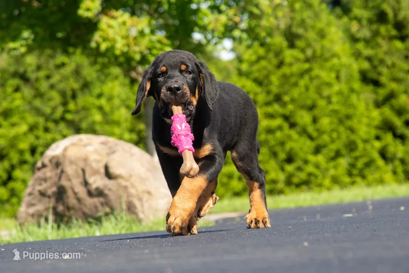 Tibetan Mastiff cross male  – Rottweiler, Tibetan Mastiff puppy for sale in Newburgh, NY