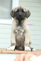 Purebred Kangal  male 2, a male Kangal Dog for sale in Newburgh, NY – 4 of 7
