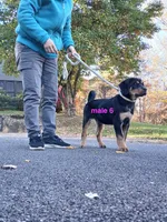 Tibetan Mastiff cross male 6, a male Caucasian Ovcharka and Tibetan Mastiff for sale in Newburgh, NY – 4 of 4