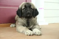 Purebred Kangal  male 3, a male Kangal Dog for sale in Newburgh, NY – 7 of 10