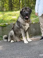 Caucasian Ovcharka/Spanish Mastiff 1 male , a male Spanish Mastiff and Caucasian Ovcharka for sale in Newburgh, NY – 6 of 8
