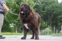 Tibetan Mastiff Queen, a female Caucasian Ovcharka and Tibetan Mastiff for sale in Newburgh, NY – 3 of 8