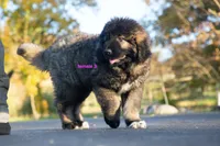 Purebred Caucasian Ovcharka female 3, a female Caucasian Ovcharka for sale in Newburgh, NY – 6 of 7